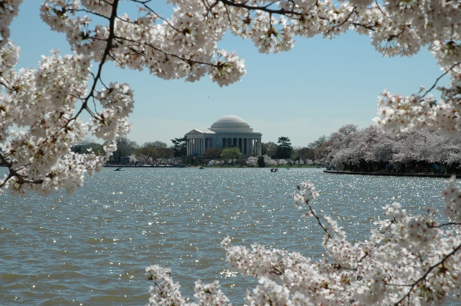 How long did DC's cherry blossoms last in 2026?