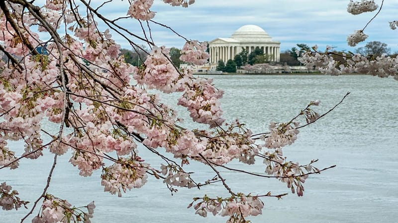 DC Cherry Blossoms 2026: Peak Bloom Dates Officially Announced