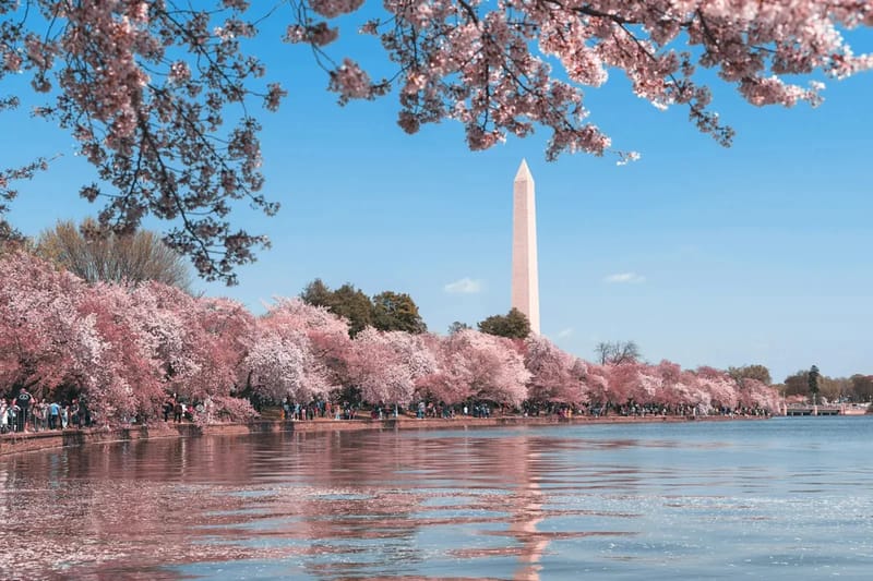 Best DC Restaurants to Celebrate America's 250th Birthday