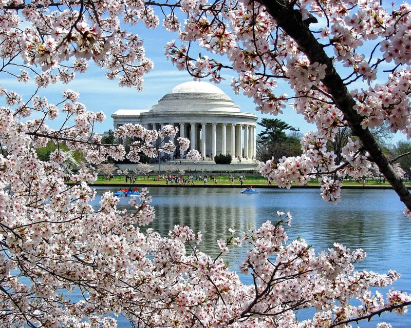 Why did Japan give Washington, DC its cherry blossom trees?