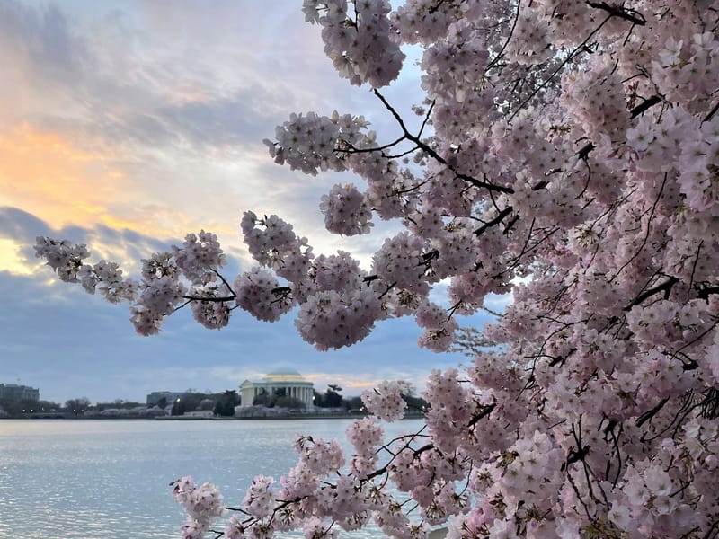 Are cherry blossoms in season in DC right now?