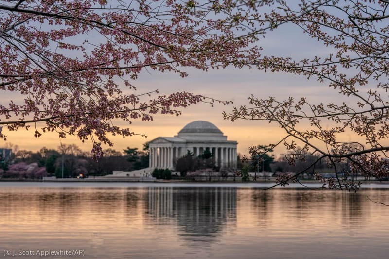 What is the best time to see the cherry blossoms in DC?