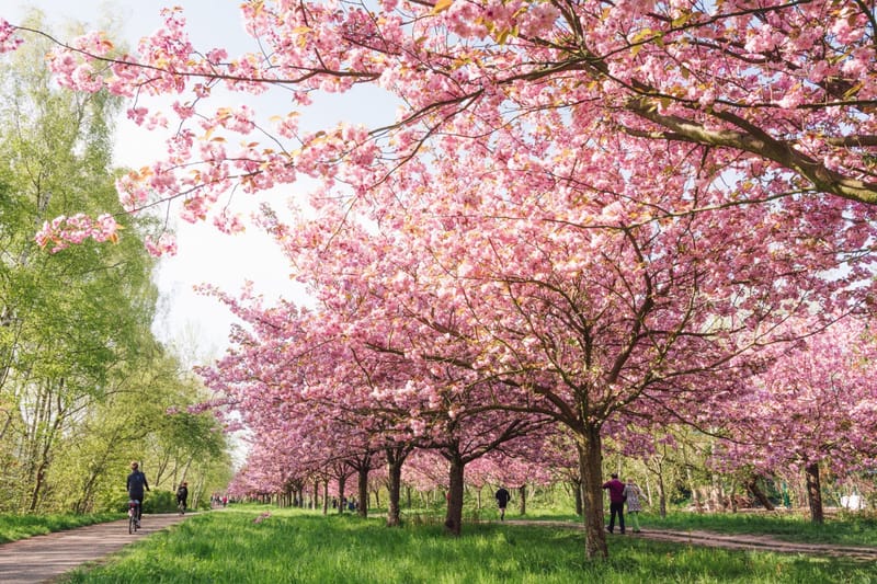 When is the best time to see cherry blossoms in DC?