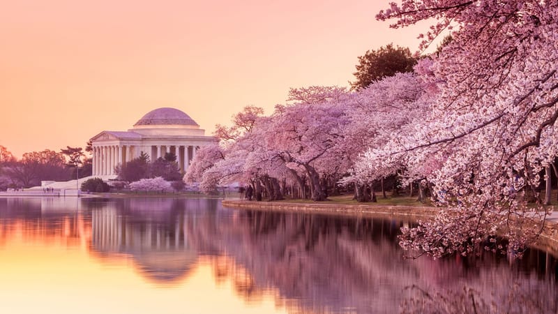 Where to see cherry blossoms in Washington DC